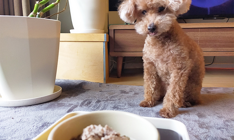 ジーランディアを待っている愛犬