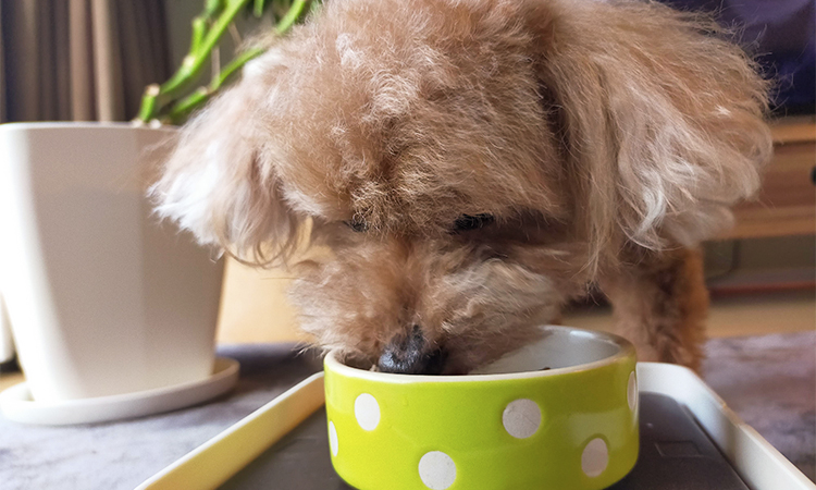 ジーランディアを食べる愛犬