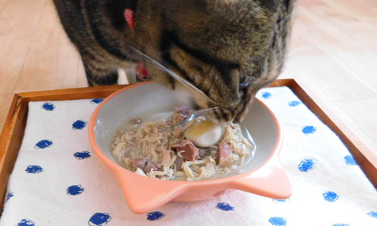 ティキキャットアフターダークを食べる愛猫