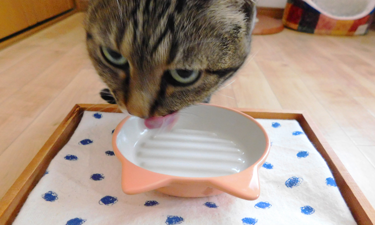 ティキキャットアフターダークを完食する愛猫