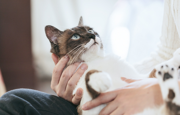 愛猫の歯みがきトレーニングのイメージ画像