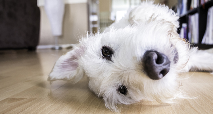 愛犬のイメージ画像