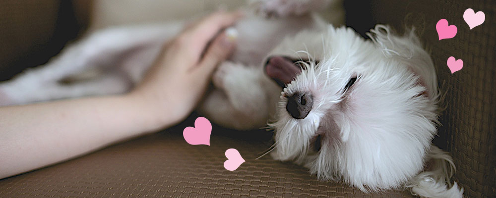 甘えるシニア犬