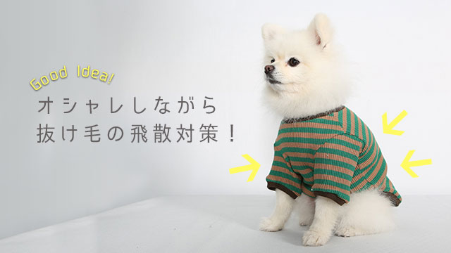 服を着た犬イメージ写真