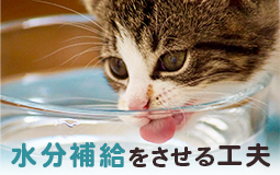 水を飲まない猫に～水分補給をさせる6つの工夫とは？～