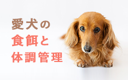 愛犬の食餌と体調管理