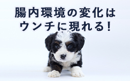 愛犬の食餌と体調管理