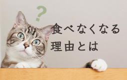 猫が突然ご飯を食べなくなる理由とは？