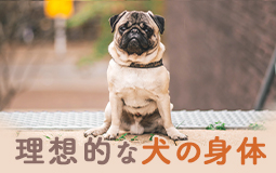 愛犬の食事と生活を見直して理想的な身体に！