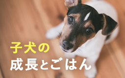 愛犬の食事と生活を見直して理想的な身体に！