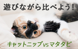 遊びながら比べよう！ ～キャットニップVSマタタビ～