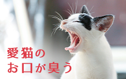 愛猫のお口が臭う～原因と対策～