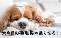 犬や猫の換毛期を乗り切る！